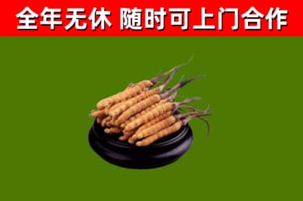 阿克苏回收冬虫夏草